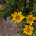 Heterotheca sessiliflora bolanderi - Photo (c) Charlie Russell,  זכויות יוצרים חלקיות (CC BY-NC), הועלה על ידי Charlie Russell