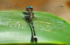 Macrothemis ultima