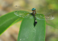 Macrothemis ultima