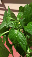 Capsicum annuum