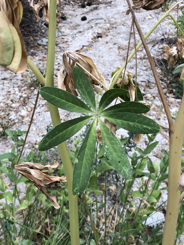 iNaturalist observation photo of Broadleaf Lupine