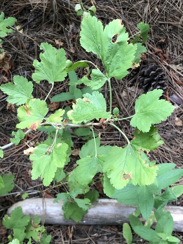 iNaturalist observation photo of currants and gooseberries