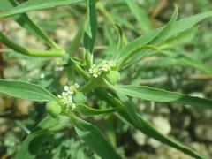Euphorbia exstipulata