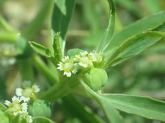 Euphorbia exstipulata