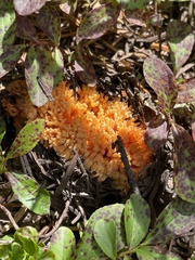 Ramaria flava