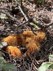 Ramaria flava