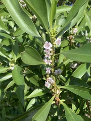 Myoporum acuminatum