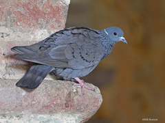 Columba albitorques