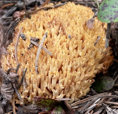 Ramaria flava