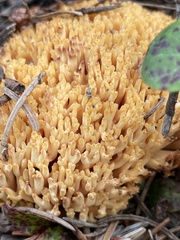 Ramaria flava