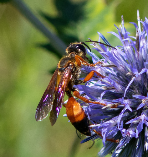 Great golden digger wasp