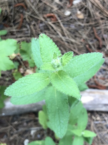 iNaturalist observation photo of Rough Hedgenettle