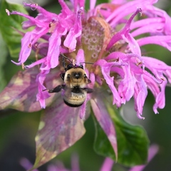 Anthophora bomboides bomboides