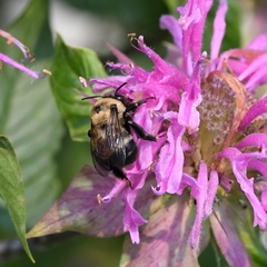 Anthophora bomboides bomboides