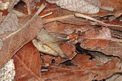 Myrmecocystus mendax