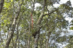Tillandsia calothyrsus
