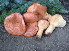 Lactarius olympianus