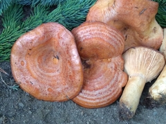 Lactarius olympianus