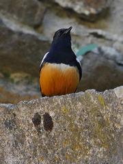 Thamnolaea cinnamomeiventris