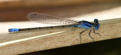 Argia alberta