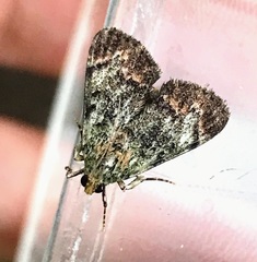 Epipaschia superatalis