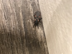 Triatoma sanguisuga