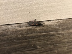 Triatoma sanguisuga