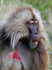 Theropithecus gelada