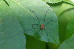 Leiobunum nigropalpi