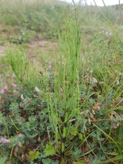 Equisetum palustre