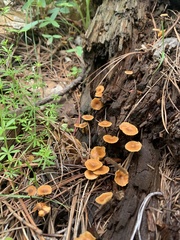 Xeromphalina enigmatica