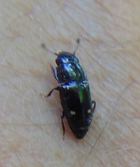 Glischrochilus siepmanni