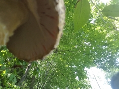 Amanita