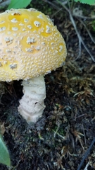 Amanita