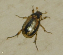 Anomala arida