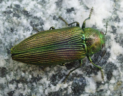 Buprestis langii