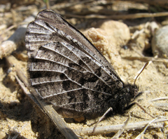 Oeneis alberta