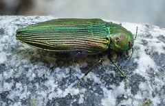 Buprestis langii