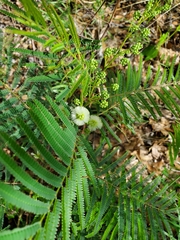 Acaciella