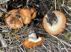 Lactarius olympianus