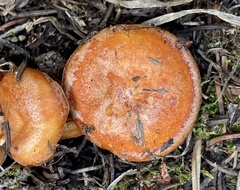 Lactarius olympianus