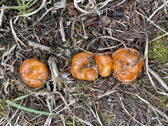 Lactarius olympianus