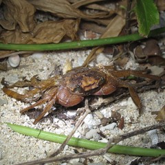 Circulium scandens