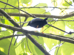 Chiroxiphia lanceolata