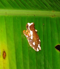 Dendropsophus sarayacuensis