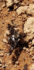 Exoprosopa caliptera