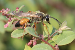 Sphex ichneumoneus
