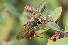 Sphex ichneumoneus