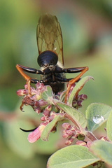 Sphex ichneumoneus