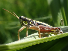 Buckellacris hispida